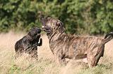 FILA BRASILEIRO 129